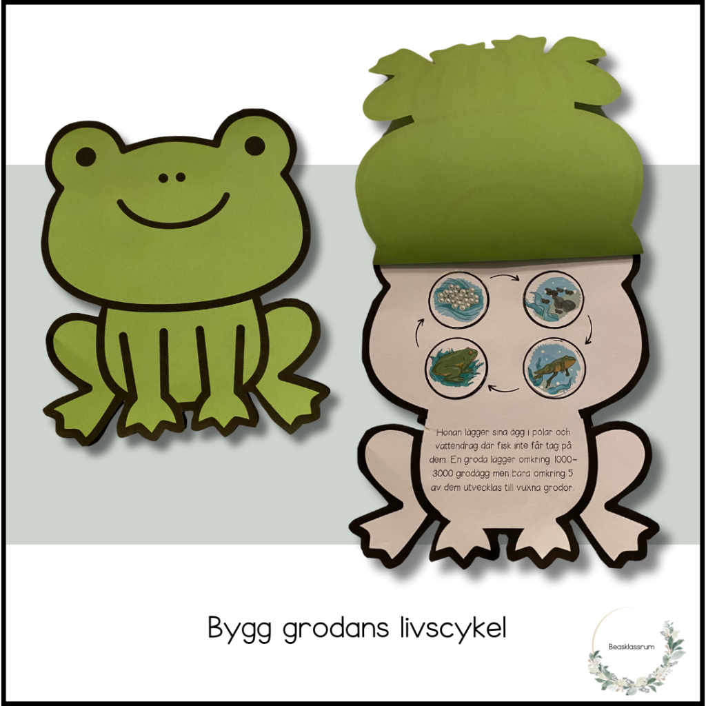 Bygg grodans livscykel