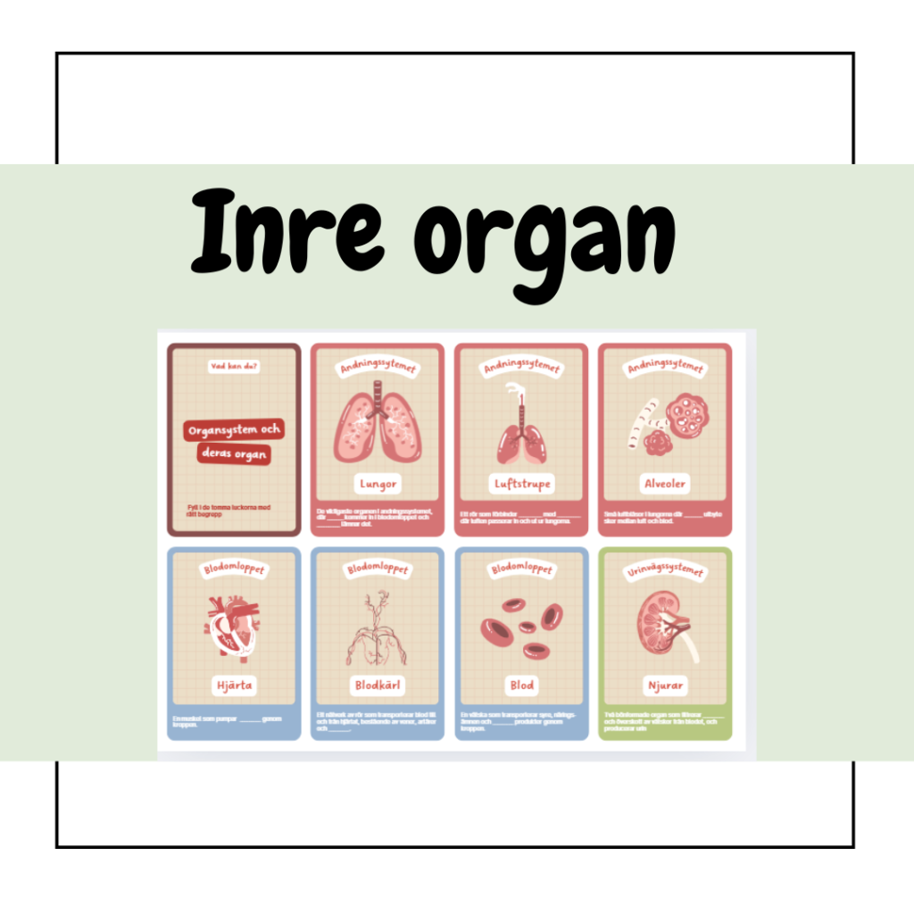 Kroppen De inre organen