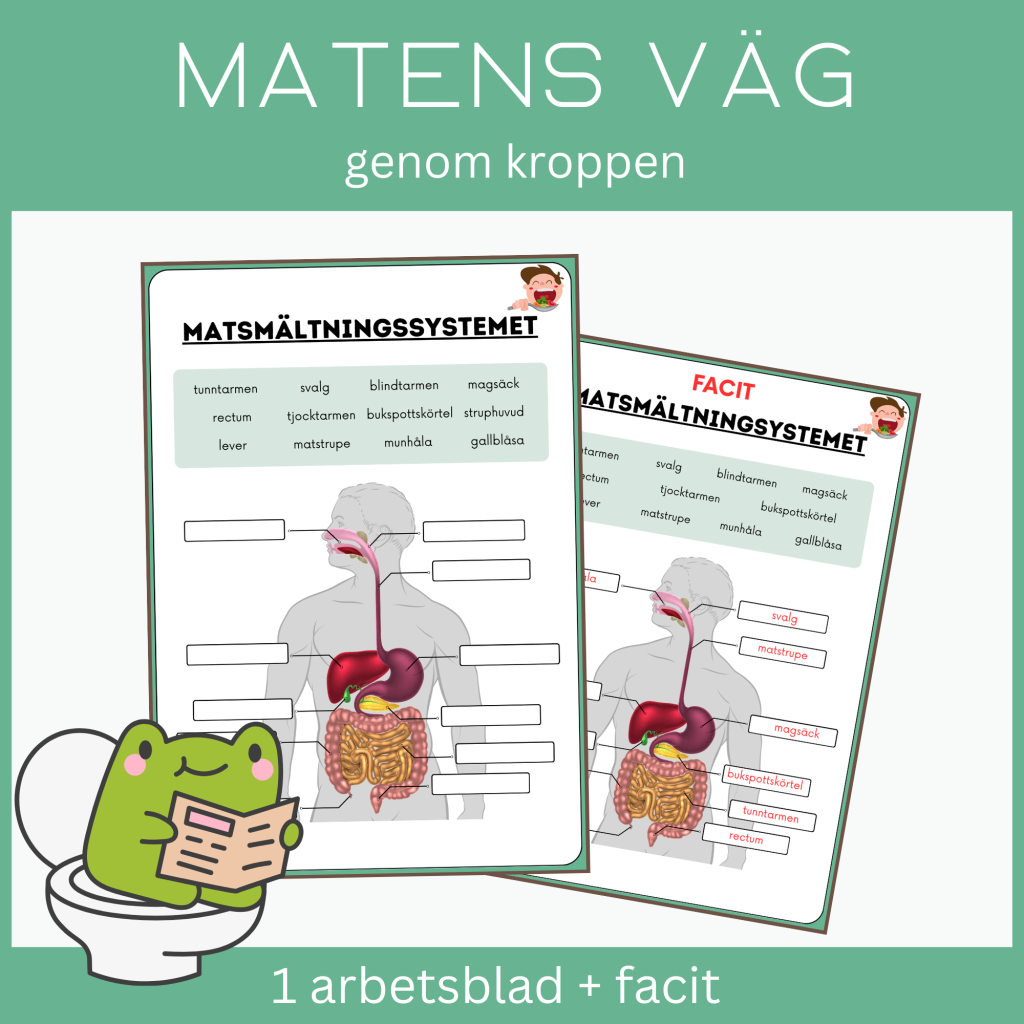 Matens väg genom kroppen – matsmältningssystemet, 1 arbetsblad + facit