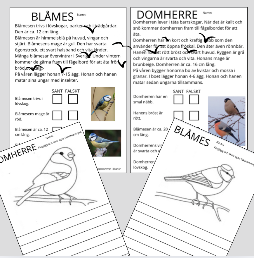 Läsförståelse blåmes och domherre