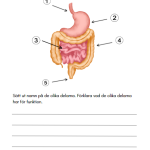 Forska om kroppen - bild 16