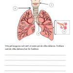 Forska om kroppen - bild 6
