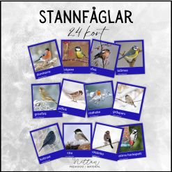 Stannfåglar