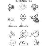 Klipp och klistra fotosyntes - bild 2