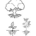 Klipp och klistra fotosyntes - bild 3