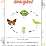 Vi lär oss om våren – ett arbetshäfte - bild 5