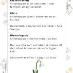 Vi lär oss om våren – ett arbetshäfte - bild 6