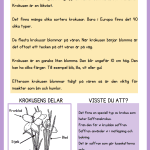 Vi lär oss om blommor – arbetshäfte - bild 2