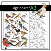 Fågelposter A3