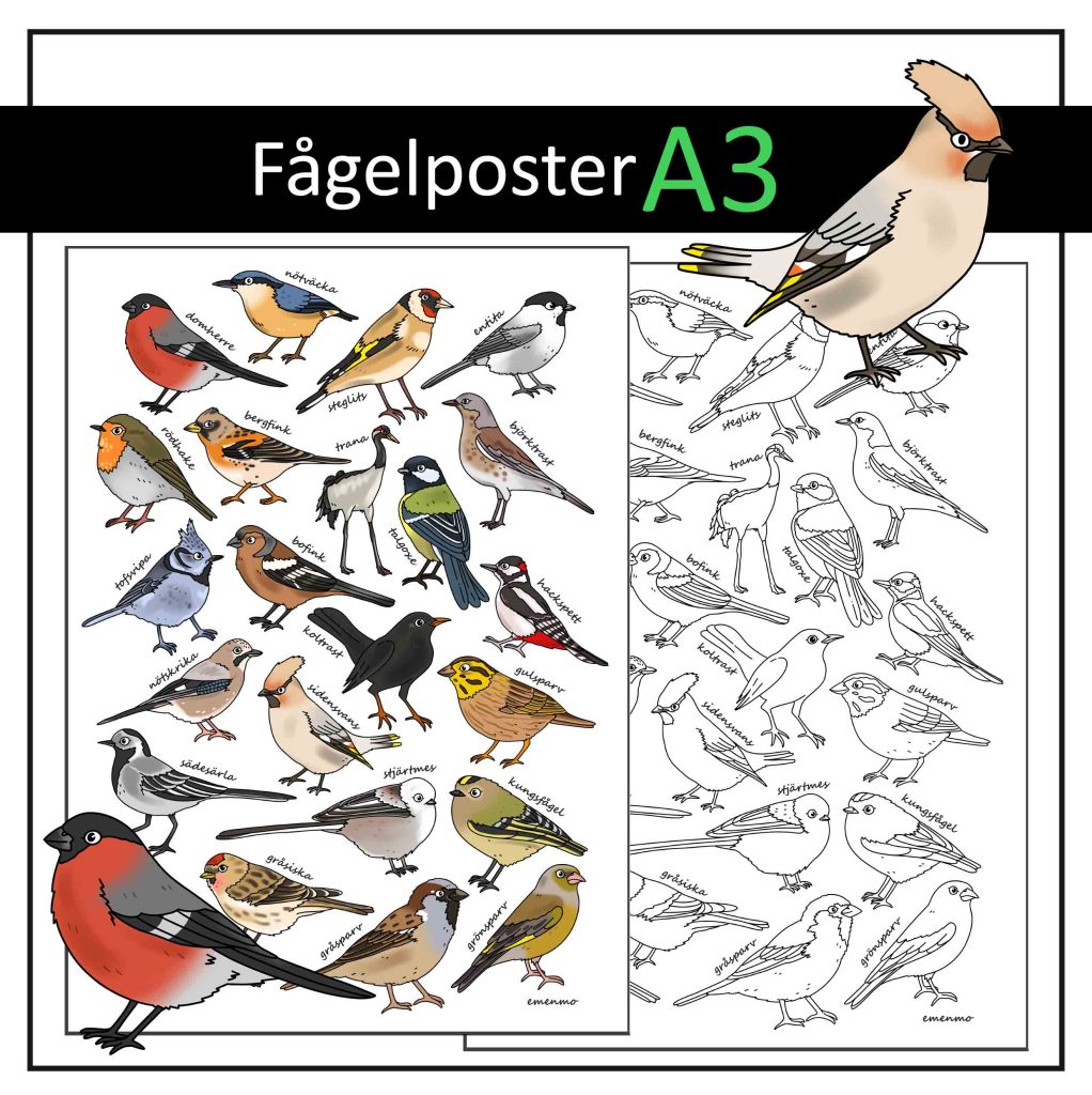 Fågelposter A3