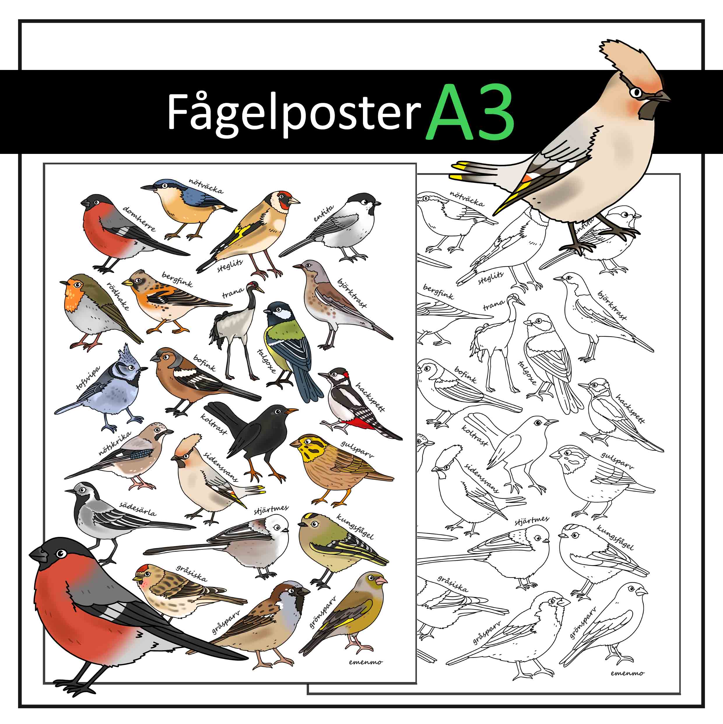 Fågelposter A3