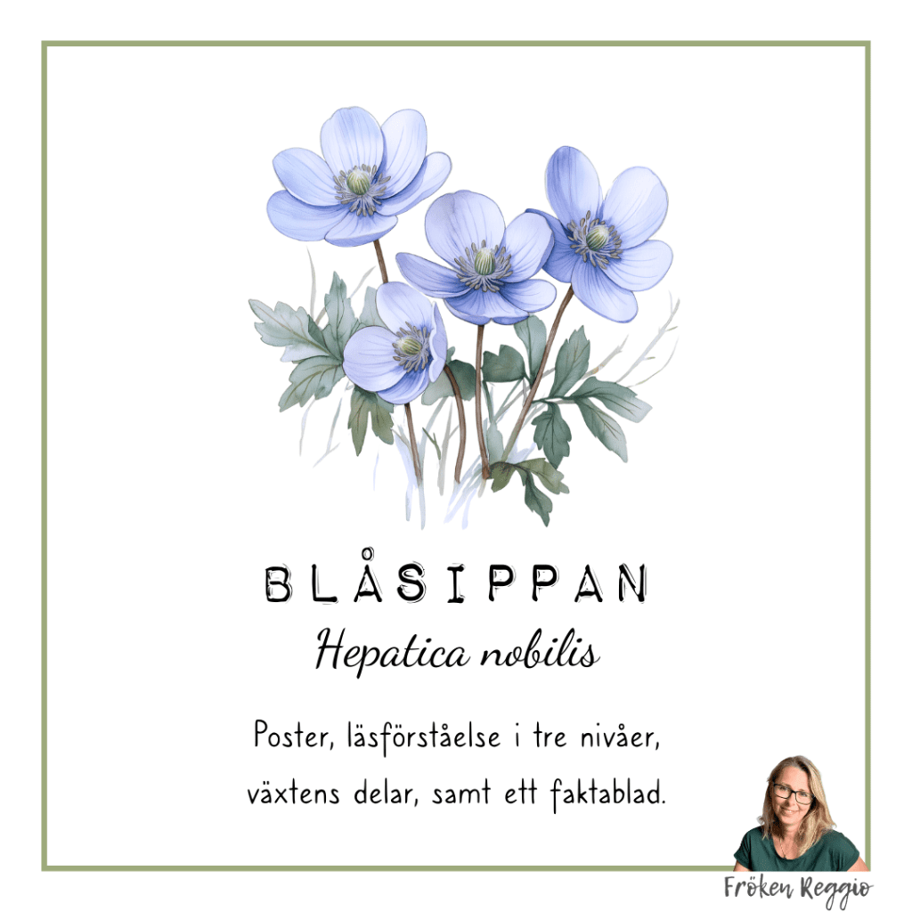 Blåsippan