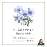 Blåsippan - bild 1