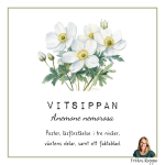 Vitsippan - bild 1