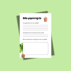 Odla popcorngräs