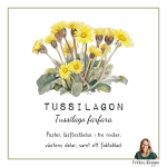 Tussilagon - bild 1