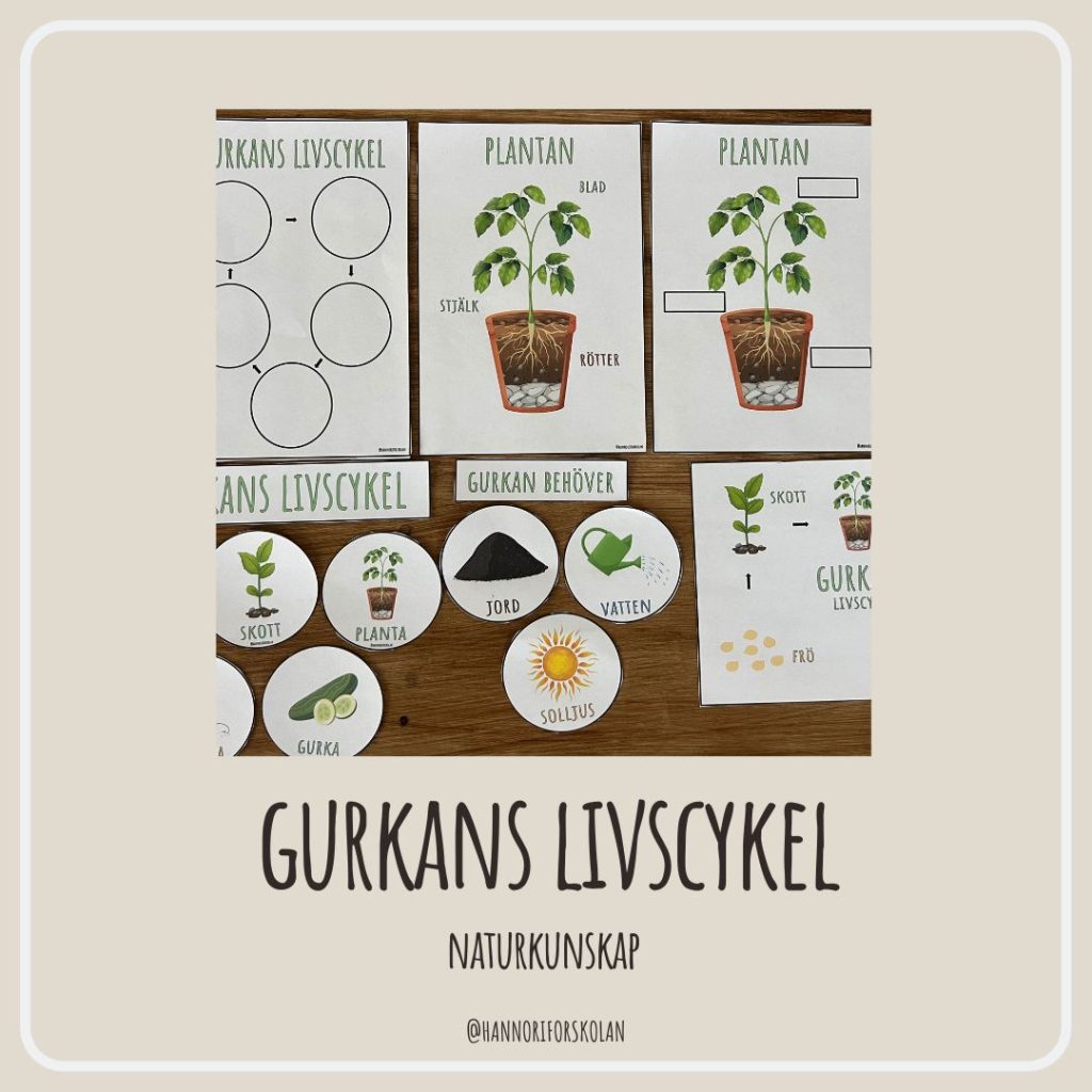 Gurkans livscykel