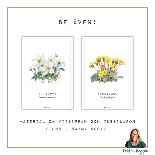 Blåsippan