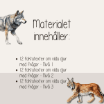 Vilda djur i Sverige – Läsförståelse i tre nivåer. - bild 5