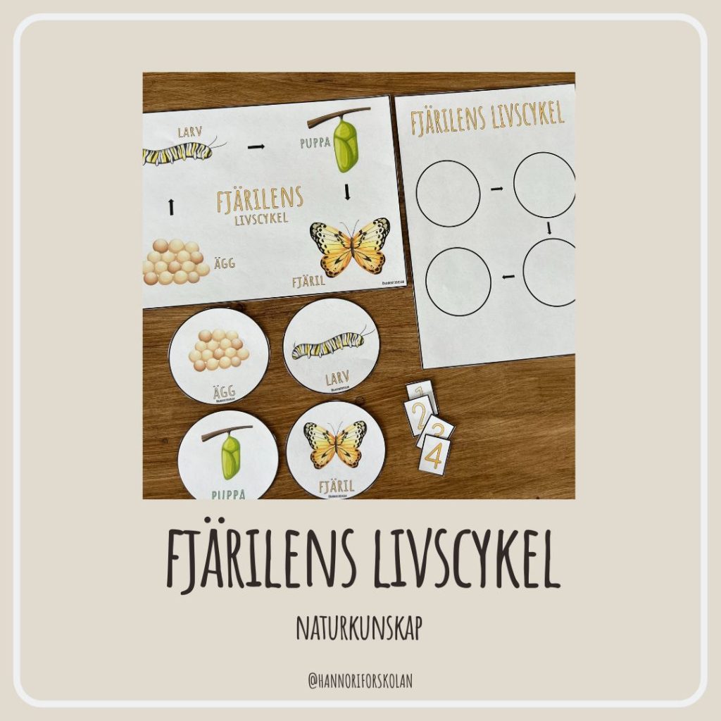 Fjärilens livscykel