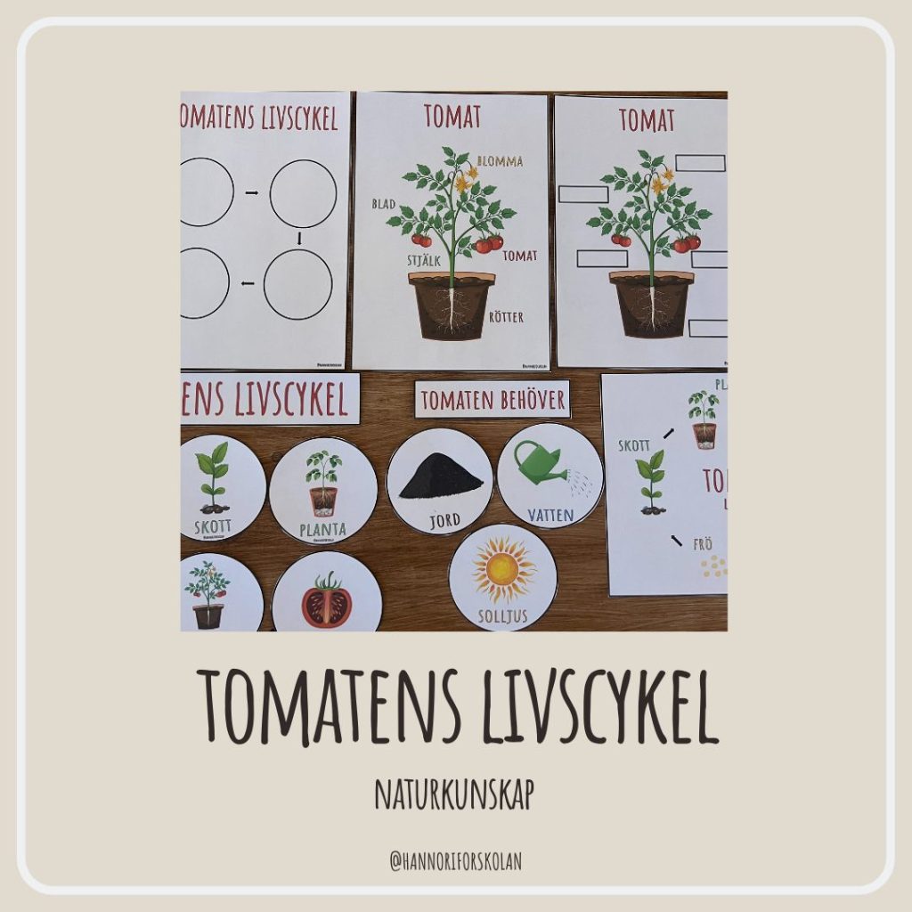 Tomatens livscykel