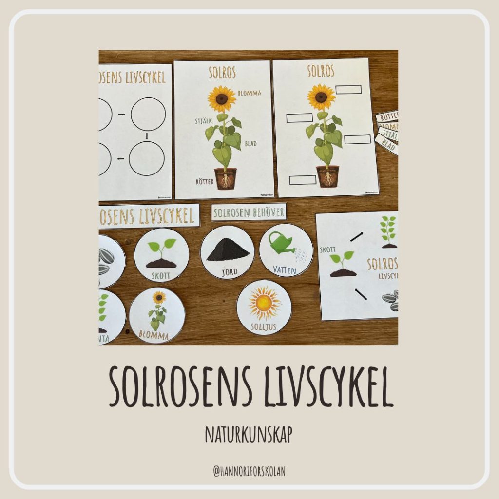 Solrosens livscykel