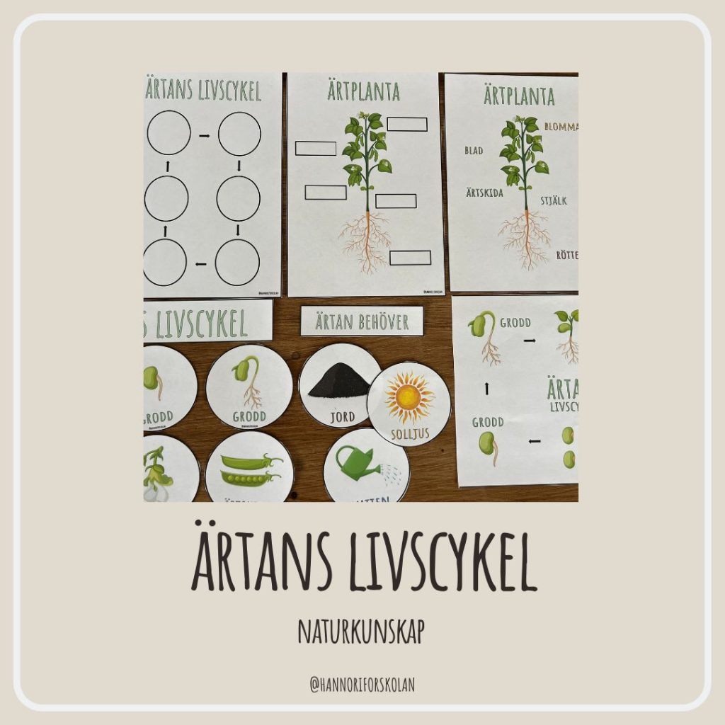 Ärtans livscykel