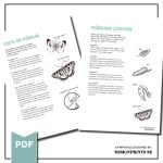 Fjärilens livscykel, fakta & kreativt arbetsblad - bild 3