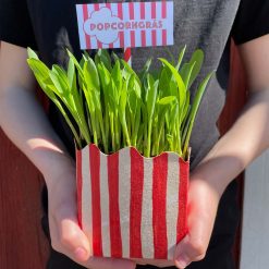 popcorngräs fröpåse