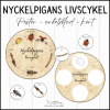 Nyckelpigans livscykel