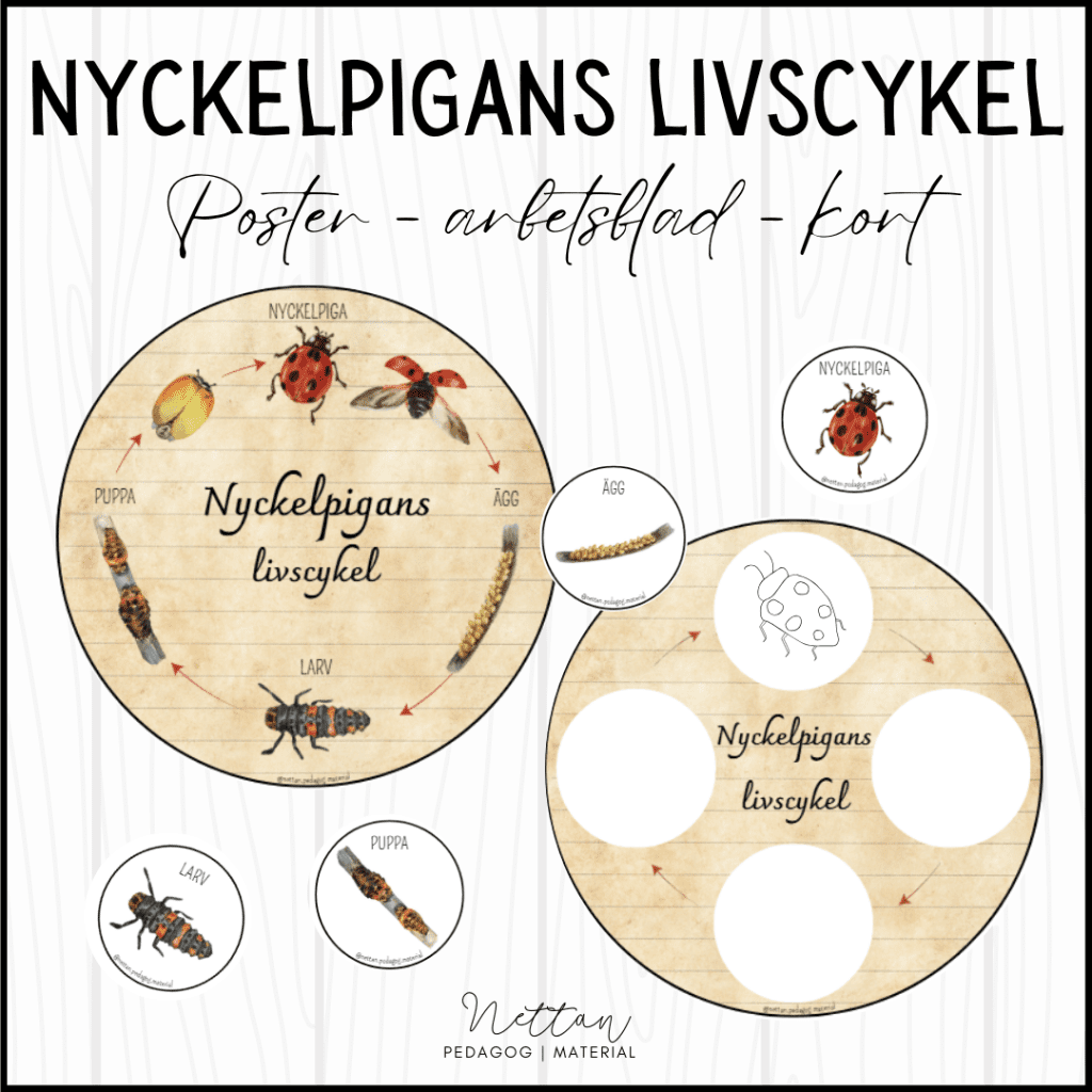 Nyckelpigans livscykel