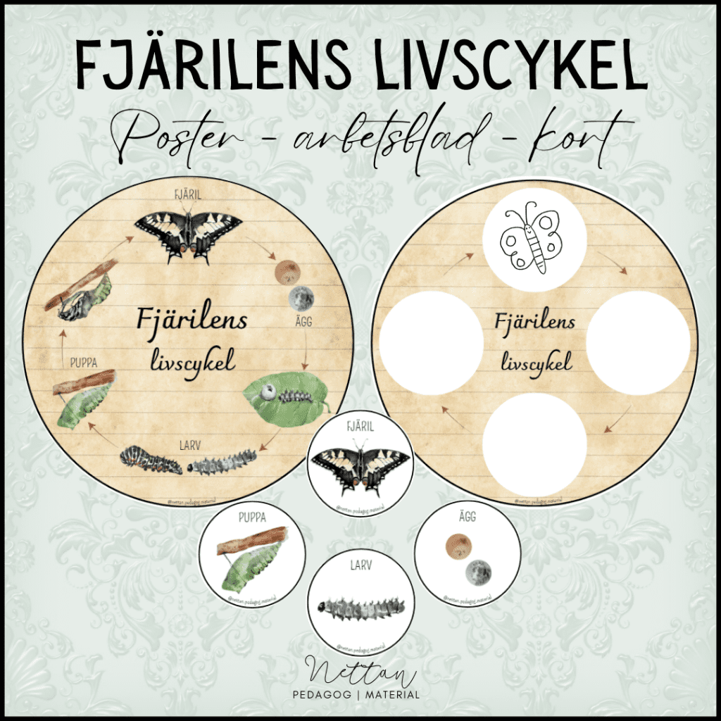 Fjärilens livscykel