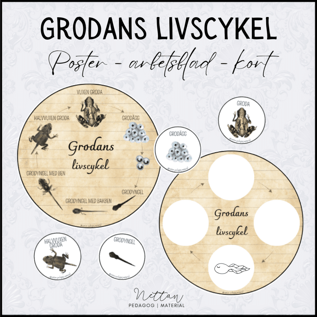 Grodans livscykel