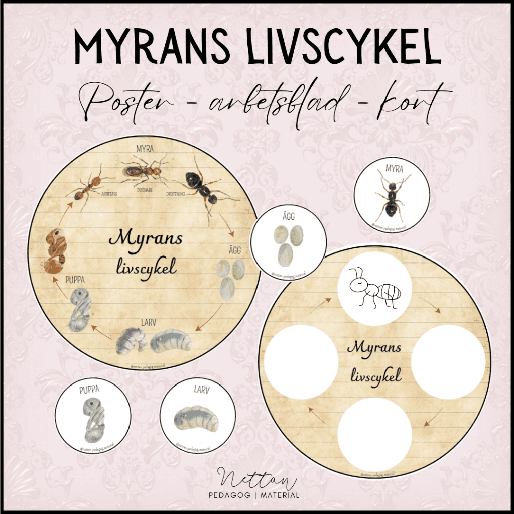 Myrans livscykel