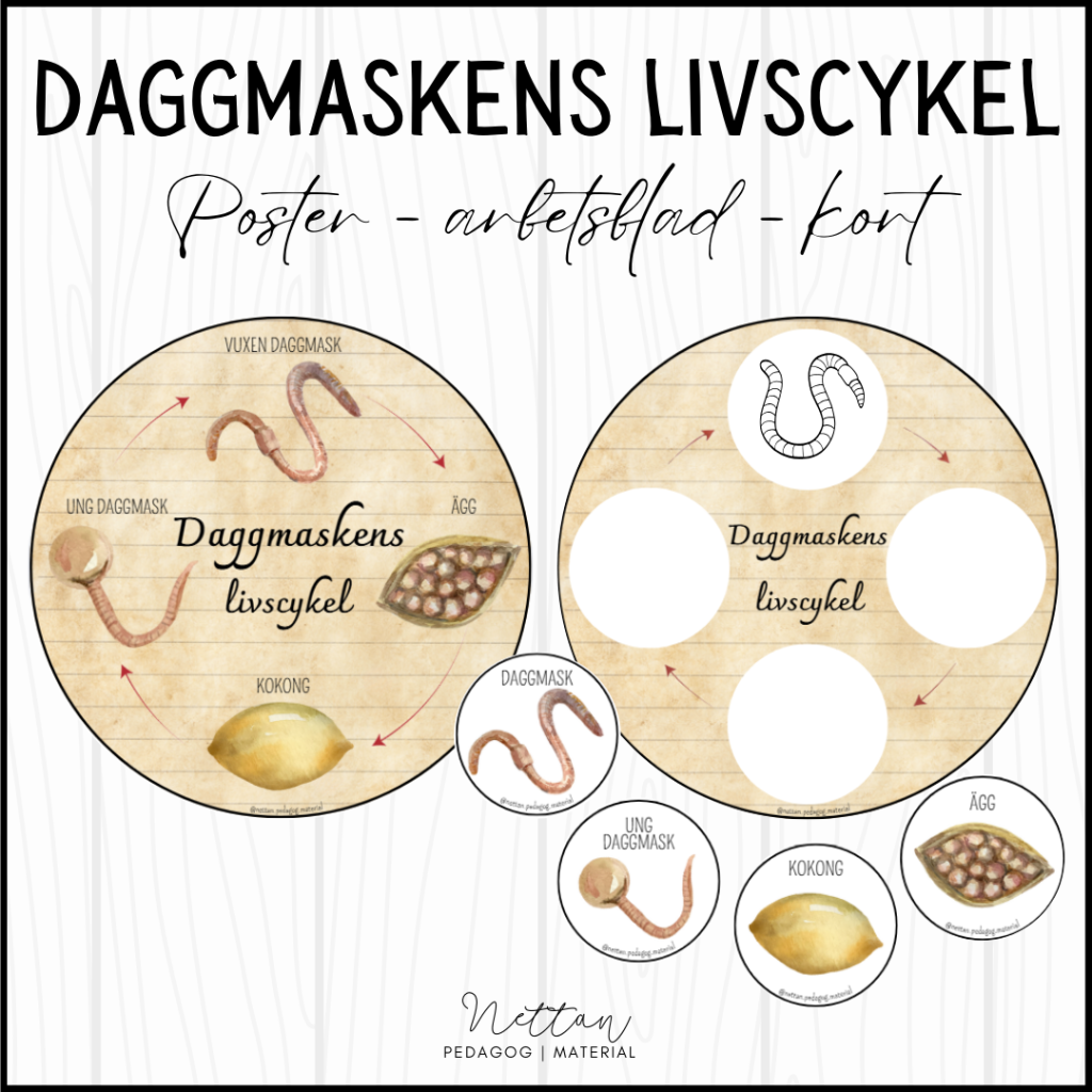 Daggmaskens livscykel