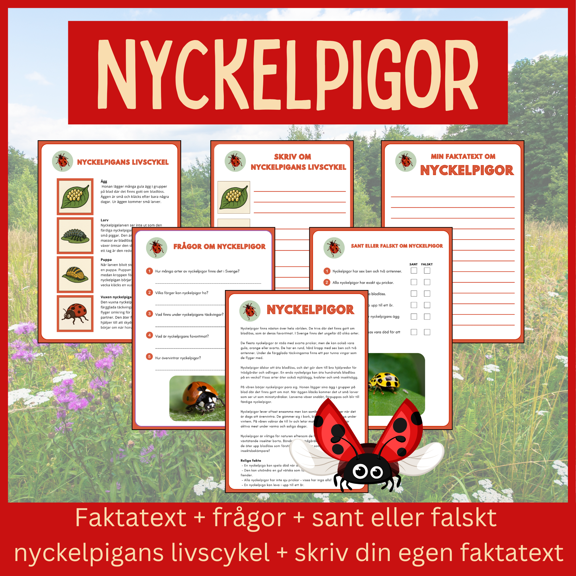 Nyckelpigor - läsförståelse och skrivuppgifter