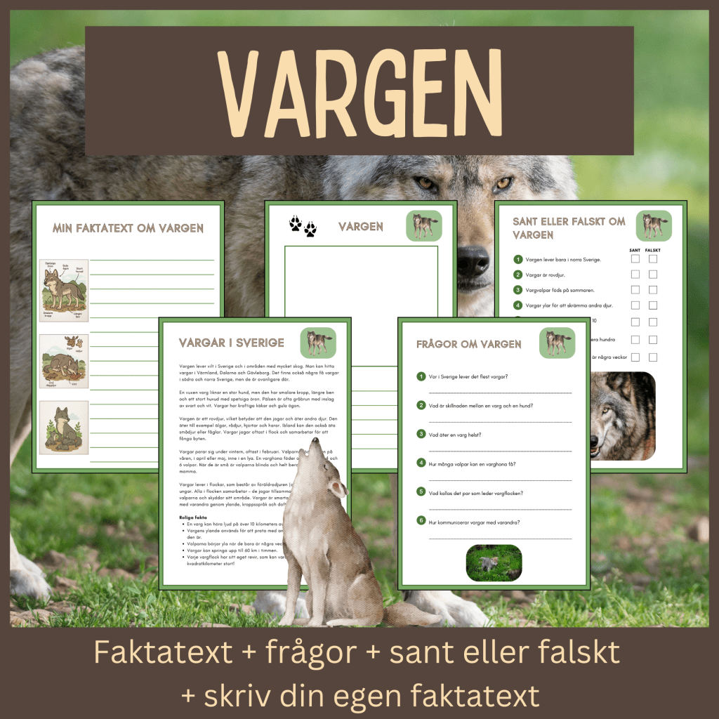 Vargen – läsförståelse och skrivuppgifter