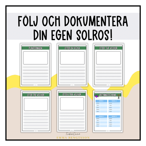 Solrosen: fakta, plantering, livscykel och delar