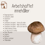 Höst -Svampboken – svampens delar och livscykel – arbetshäfte - bild 4