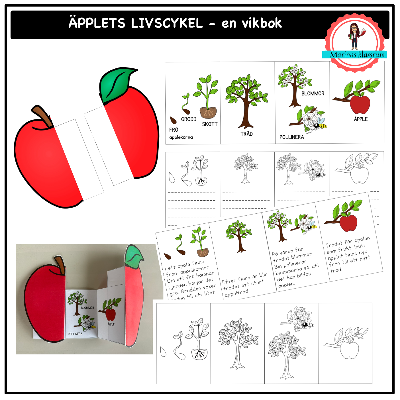 Äpplets livscykel - en vikbok
