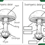 Min bok om svampar -enklare version - bild 2