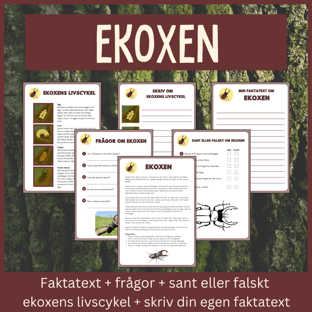 Ekoxen – läsförståelse och skrivuppgifter