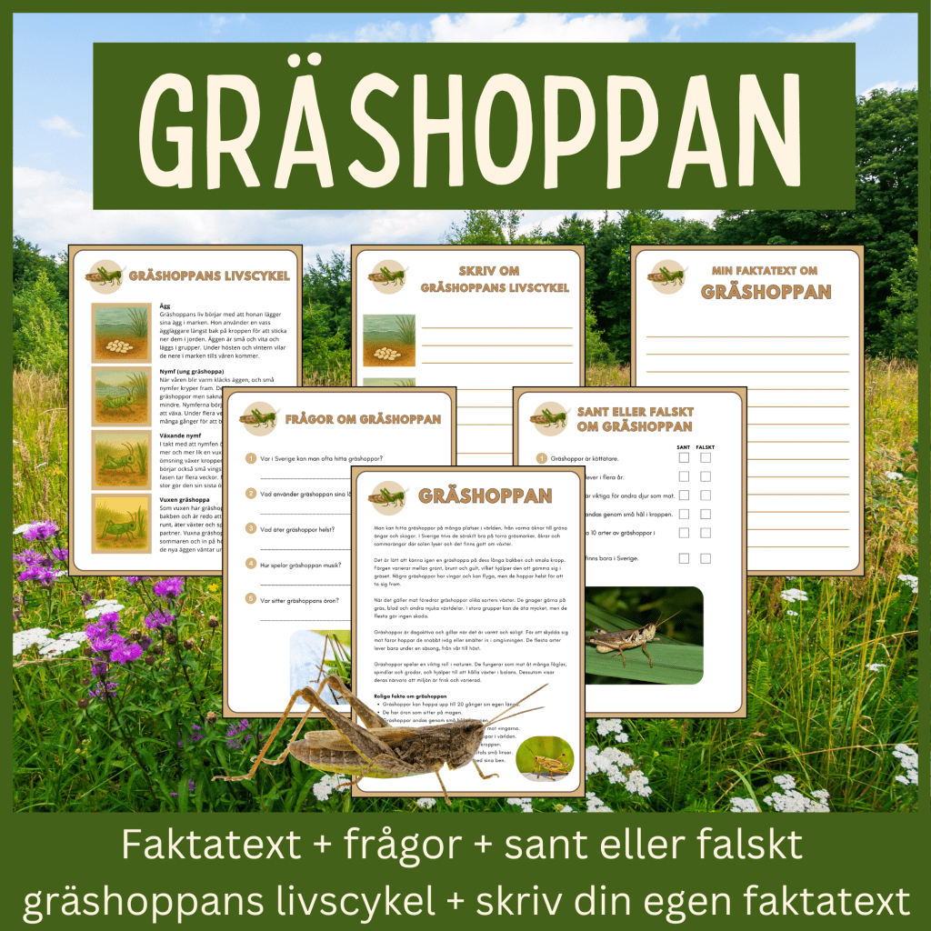 Gräshoppan– läsförståelse och skrivuppgifter
