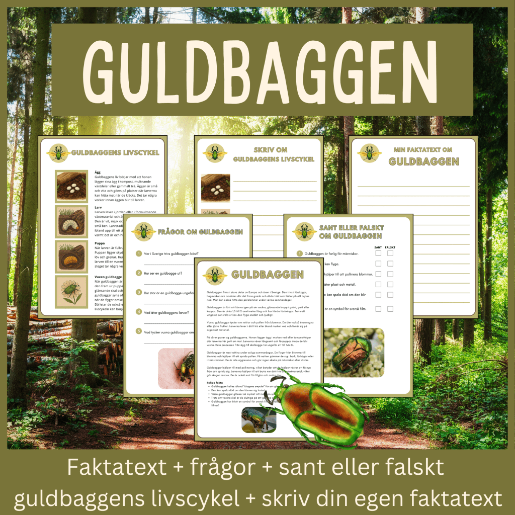 Guldbaggen – läsförståelse och skrivuppgifter