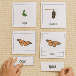 Tredelskort – Fjärilens livscykel - bild 1