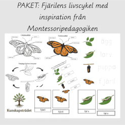 PAKET: Fjärilens livscykel