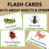 Facts about insects and spiders - Flash cards