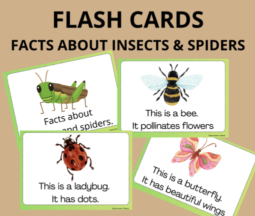 Facts about insects and spiders - Flash cards