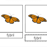 Tredelskort – Fjärilens livscykel - bild 2