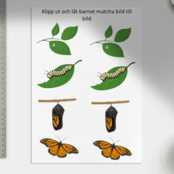 Matchningsövning för fjärilens livscykel - bild/bild, bild/föremål, bild/ord